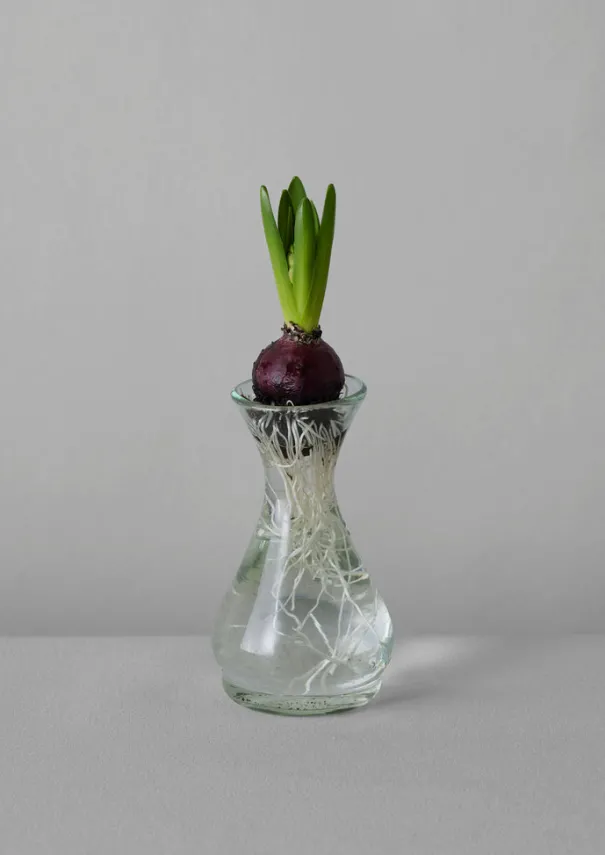 TOAST Glass|Decorative Pieces*Hand Blown Polonaise Vase
