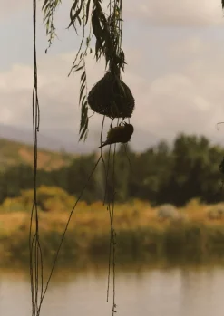 TOAST Outdoor*Veta Vera Grass Bird Nester