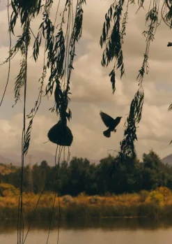 TOAST Outdoor*Veta Vera Grass Bird Nester